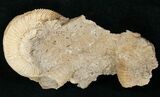 Dactylioceras Ammonite Cluster - Germany #11187-2